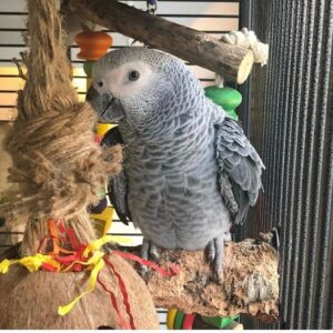 African grey parrot for sale