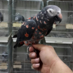 Ref Factor African Grey Parrot
