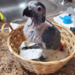 Baby Congo African Grey