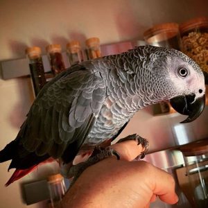 african grey parrot for sale near me