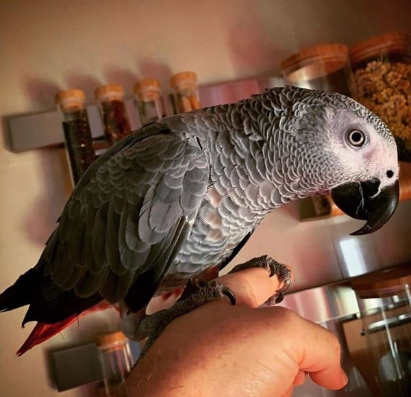 african grey parrot for sale near me