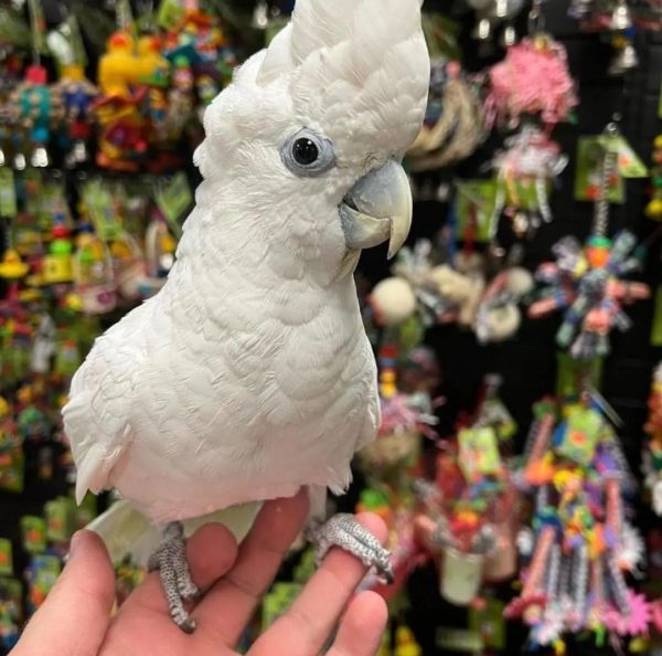 cockatoo parrot for sale