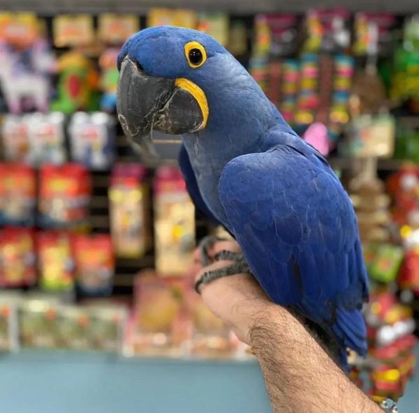 hyacinth macaw for sale